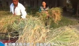 种地三子爆料视频,爆料视频揭示的真实农活生活